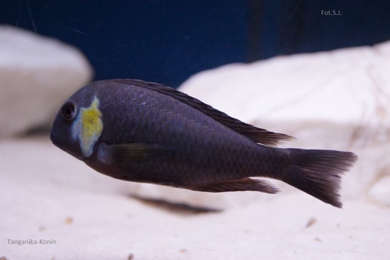 Tropheus sp. 'lukuga' Kabimba